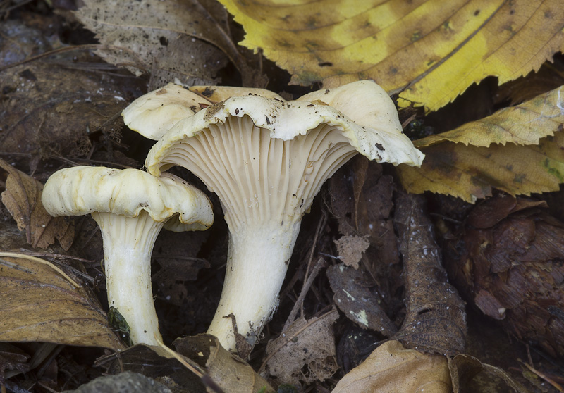 Cantharellus ferruginascens